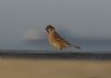 Tree Sparrow at Gunners Park (Richard Howard) (22640 bytes)